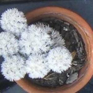 Mammillaria gracilis arizona snow