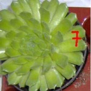 sempervivum7