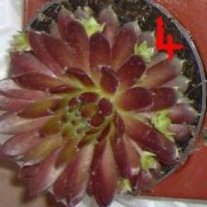 sempervivum black montain ?