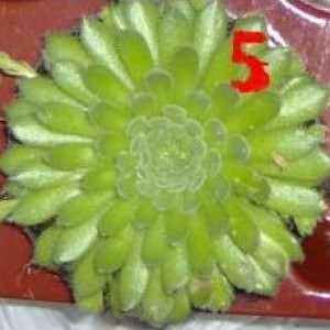 sempervivum5