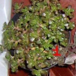 sedum oreganum