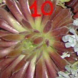 sempervivum10