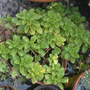 Sedum sieboldii