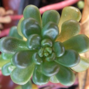 sedum oreganum macro