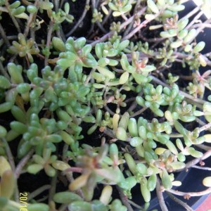 sedum2