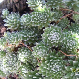 sempervivum1