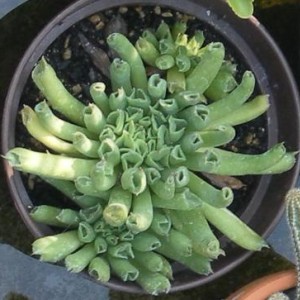 Sempervivum oddity