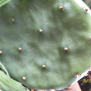 opuntia ficus indica