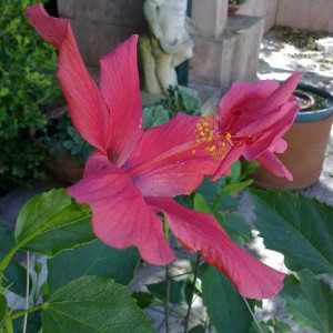 hibiscus2strano