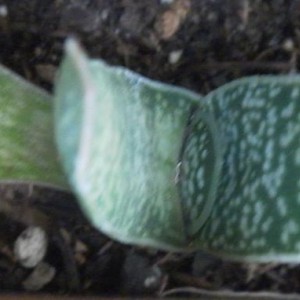 gasteria maculata
