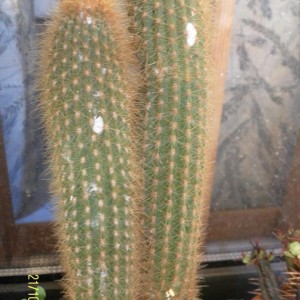 cleitocactus (winteri?)