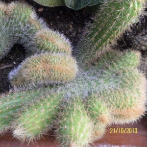 Cleistocactus winteri f. cristata
