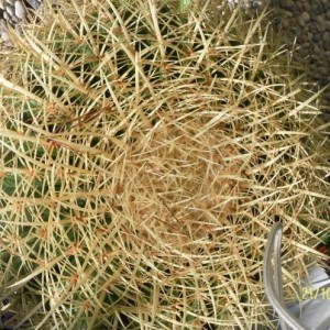 echinocatus grusonii