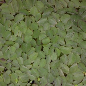 SALVINIA NATANS