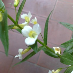 Gratiola Officinalis