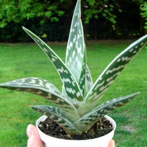 Aloe variegata - temperatura minima sopportata: +0°C