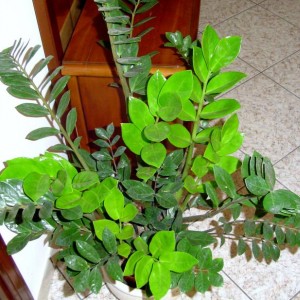 Zamioculcas