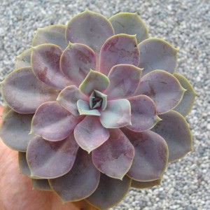 Echeveria Perle Von Nurnberg