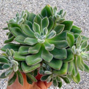 echeveria harmsii (setosa)