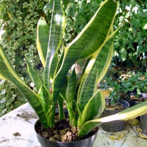 Sansevieria trifasciata