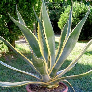 Agave americana variegata - temperatura minima sopportata -10°C