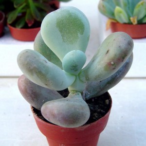 Pachyphytum oviferum (pietre di luna) - famiglia: Crassulacee - esposizione: pieno sole - temperatura minima sopportata: -2°C