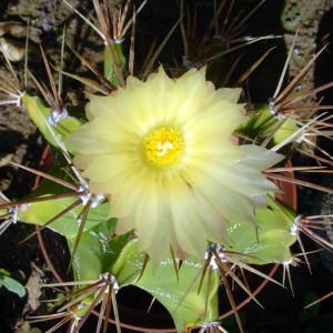 Astrophytum ornatum - temperatura minima sopportata: -12°C