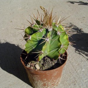 Astrophytum ornatum - temperatura minima sopportata: -12°C