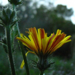 HIERACIUM2