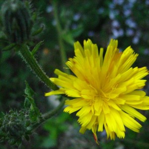 HIERACIUM3