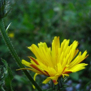 HIERACIUM