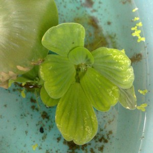 pistia stratiotes