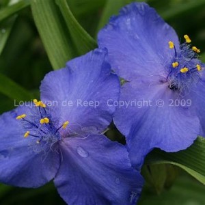 Tradescantia Leon&