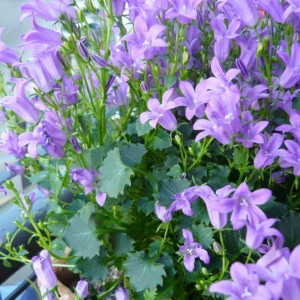 campanula