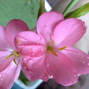 Schizostylis Coccinea