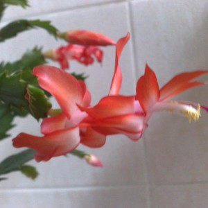 schlumbergera