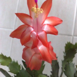 schlumbergera