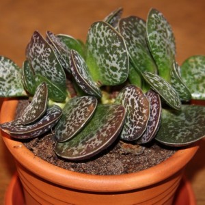 Adromischus Trigynus