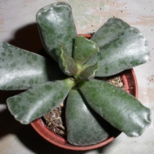 Adromischus Cooperi