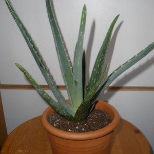 Aloe Vera