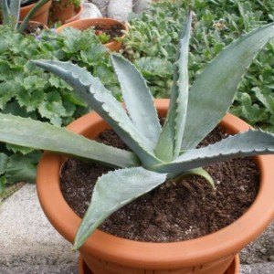 Agave Americana