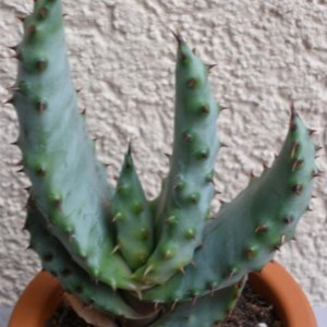 Aloe marlothii