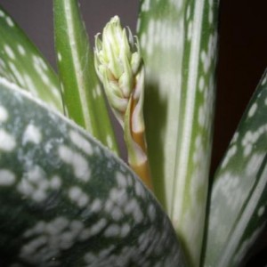 Aloe variegata fiore 2