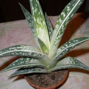 Aloe variegata