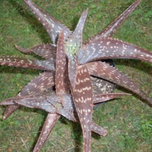 Aloe saponaria