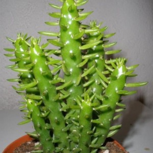 Austrocylindropuntia subulata