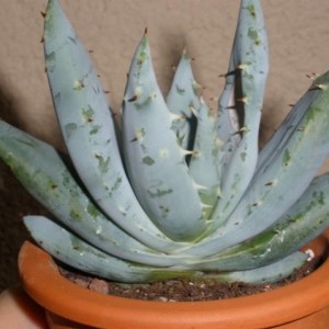 Aloe aculeata