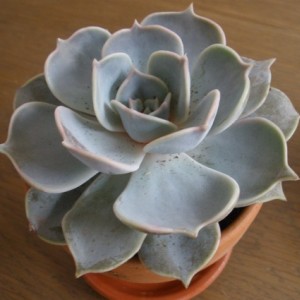 Echeveria Lilacina