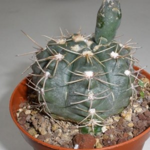 Gymnocalycium