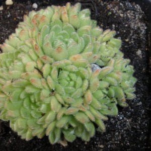 Rosularia Pallida